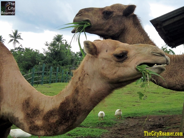 My Winning Shot – Seize the Day – HP Ink Advantage My Winning Shot - Seize the Day - HP Ink Advantage