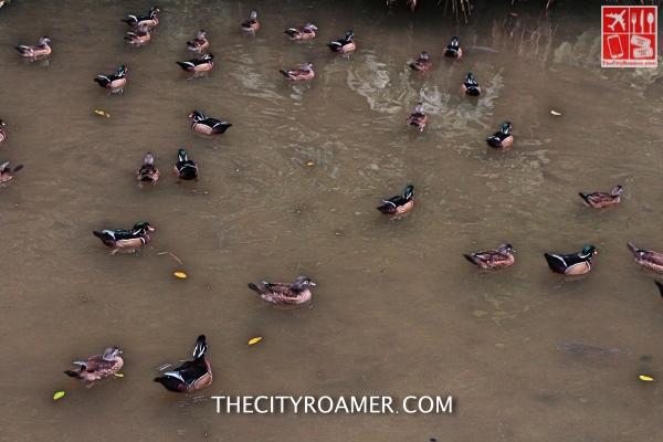 Ducks at Taipei Zoo_Fotor
