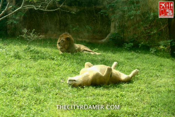 Lions at Taipei Zoo
