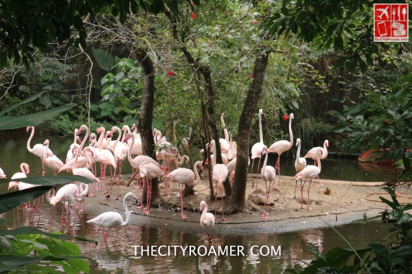 Pink Flamengo at Taipei Zoo