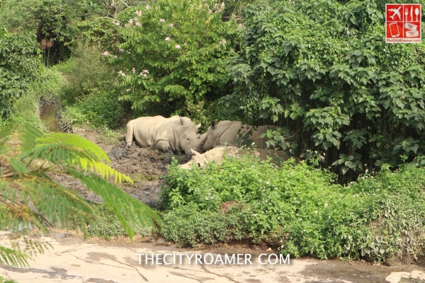 White Rhino at Taipei Zoo