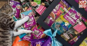 Treat Your Cat on World Cat Day