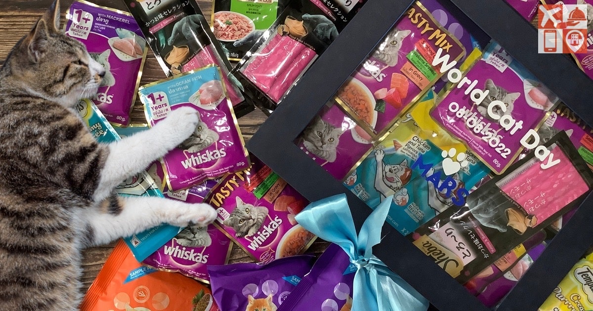 Treat Your Cat on World Cat DayJPG